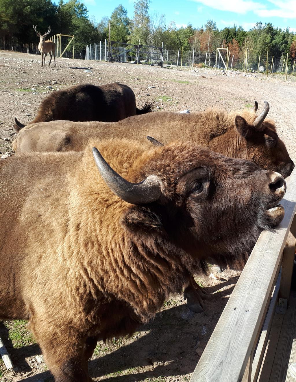 En traktor med vagn och sittplatser för oss åskådare, körde in i hägnet och där fick vi se djuren på nära håll och höra vår guide Tommy berätta om de olika djuren och deras egenskaper och beteenden.