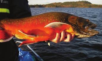 bäckröding och kanadaröding som båda har sitt naturliga ursprung i Nordamerika. Storrödingens lek infaller under hösten och pågår vanligtvis mellan oktober till december.