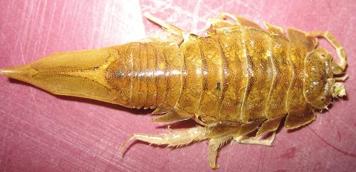 Som yngel livnär sig rödingen på zooplankton. Saknas lämpliga större bytesdjur kan dieten även förbli zooplanktonisk och då når de sällan vikter på mer än ett kilo (Nilsson 1998).