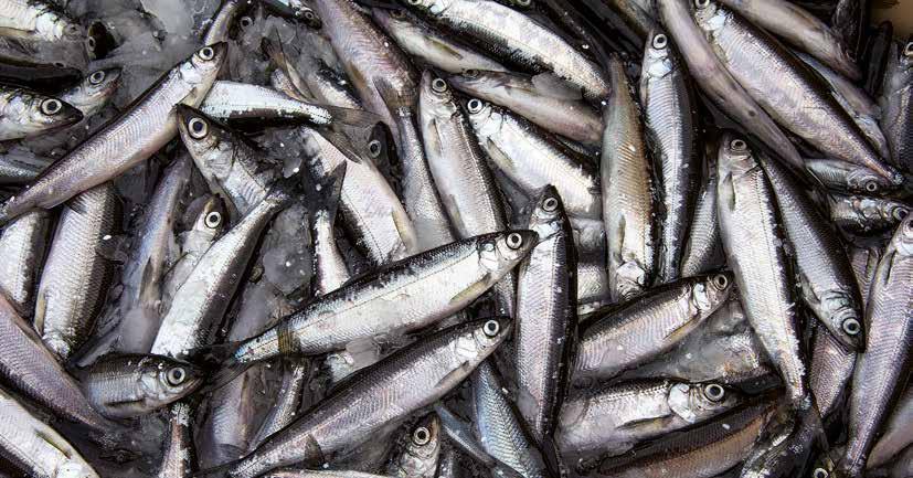 KÄNNETECKEN Siklöjan (Coregonus albula) är en stimfisk som hör till laxfiskarna. Siklöjan har silverglänsande fjäll som lätt lossnar, ryggen är nästan svart och magen vit.