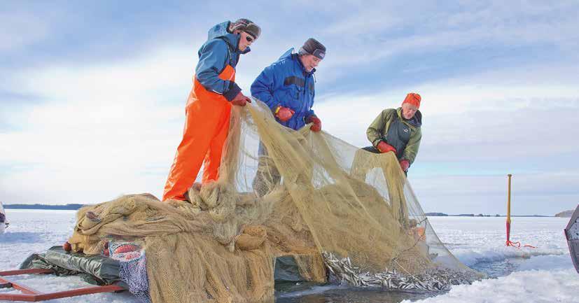 FISKE Siklöjan är den ekonomiskt viktigaste fisken i Finlands inlandsvatten. Den snabbväxande siklöjan fångas i medeltal i en ålder på 2 3 år. Siklöjan fiskas med nät, not, trål och ryssja.
