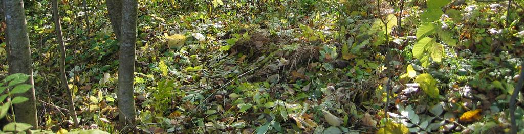Figur 1. Spillningsinventering kan göras även i miljöer med tät vegetation.