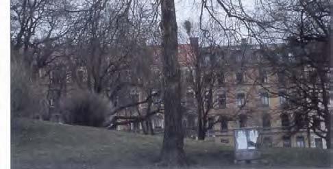 Ett par sorter av skogslind är mycket värdefulla, men fröförökade träd av arten bör endast undantagsvis komma till användning i alléer eller på gator och torg.