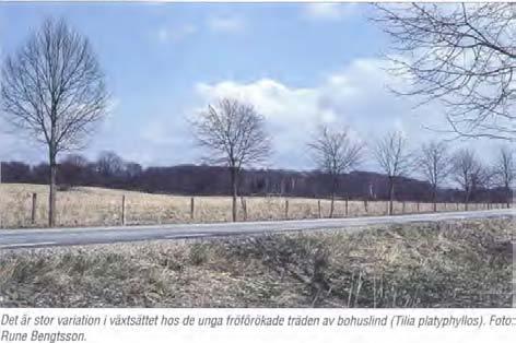 Grenbyggnaden är relativt tät även hos unga träd. Den har viss benägenhet att skjuta starnskott. Bladen är 3-6 centimeter breda, något större på långskotten.