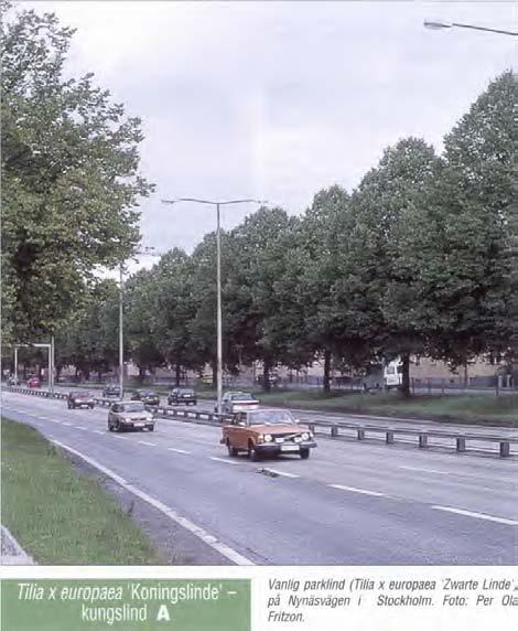 gen: Tilia x europaea 'Koningslinde' (felaktigt kallad Tilia x europaea 'Pallida') och Tilia x europaea 'Zwarte Linde'.
