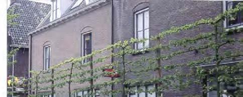 användning. I Sverige säljs den av några plantskolor. Unga träd av sorten har en smal krona med styvt upprätta grenar och skott, de senare rödaktiga.
