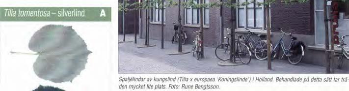 Blomningen är mycket rik. Sorten anses i Holland vara mycket vindfast och beträffande ståndortskrav mer anspråkslös än arten.