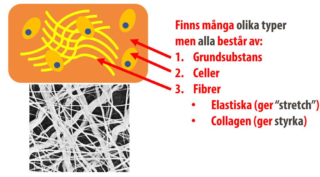 Alla strukturer ovan är exempel på vävnader som håller ihop kroppen. De består till stora delar av bindväv. Bindväv är sörjan som håller ihop kroppen.
