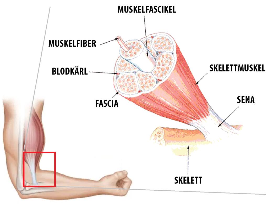 MUSKELSTRUKTUR Vi kan titta ännu närmare på själva musklernas struktur. Fascia Fascikel Muskelfiber Bilden visar att muskeln är omsluten av en hinna som kallas för fascia.