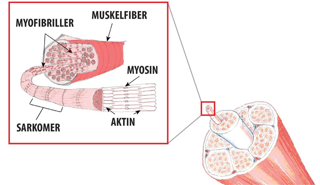 HUR MUSKLER KONTRAHERAR Myofibriller Sarkomer Bilden visar att varje muskelfiber innehåller cyklinderformade strukturer som kallas för myofibriller.