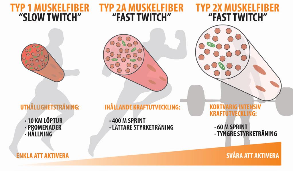 TYPER AV MUSKELFIBRER Typ 1 Fibrer Du har nu en grundläggande förståelse för hur muskler är uppbyggda.