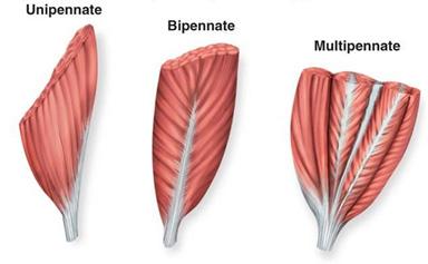 TYPER AV MUSKLER Unipennat Muskelfibrer löper på olika sätt i olika muskler beroende på hur de måste kontrahera.
