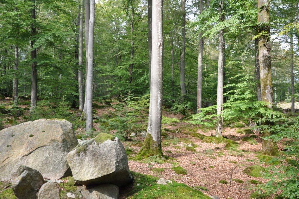 Bromölla Sonarp 1:10, 1:14, 2:12, 8:2 Natur/kultur Det finns fornlämningar registrerade på fastigheten som fossil åkermark, hus /torpgrunder och sumpskogar.