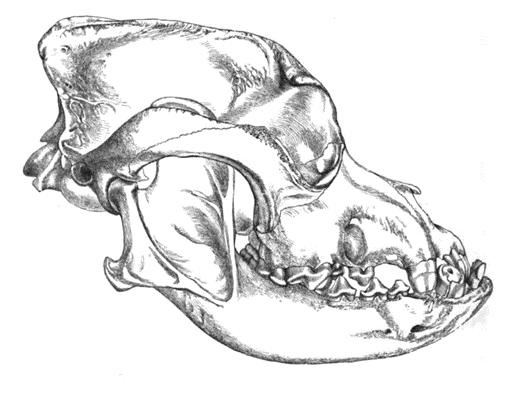Figur 1. Skull of bulldogg (Keulemans 1890) 3.1.2 Munhålans anatomi hos hund Munhålans primära struktur består av tänder, gingiva, tunga samt den hårda och mjuka gommen.