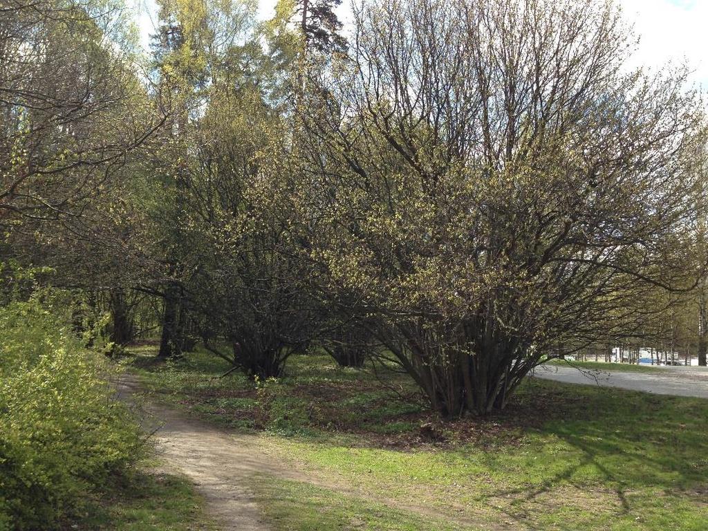17 (38) Område nr 4 Mindre hassellund Naturvärdesklass 4 Visst naturvärde Naturvärden: Hasselbuketter med mångtaliga stammar.
