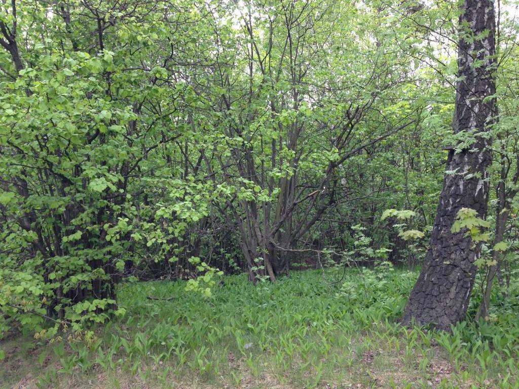 19 (38) Område nr 6 Lövskog norr om Frösunda gångväg Naturvärdesklass 4 Visst naturvärde Naturvärden: Åldersblandad lövskog med fina hasselbuketter, ek och död ved.
