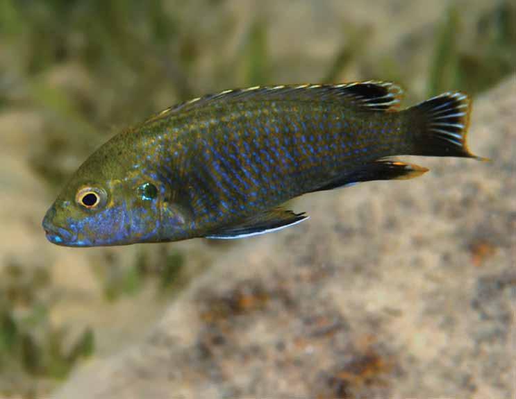 När det gäller Labidochromis shiranus utbredning