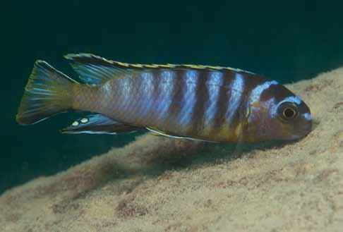 Tropheops novemfasciatus ses oftast i och runt vallisneriabestånd, nära klipporna. Den är vanlig i det grunda, lugna vattnet runt Kanchedza.