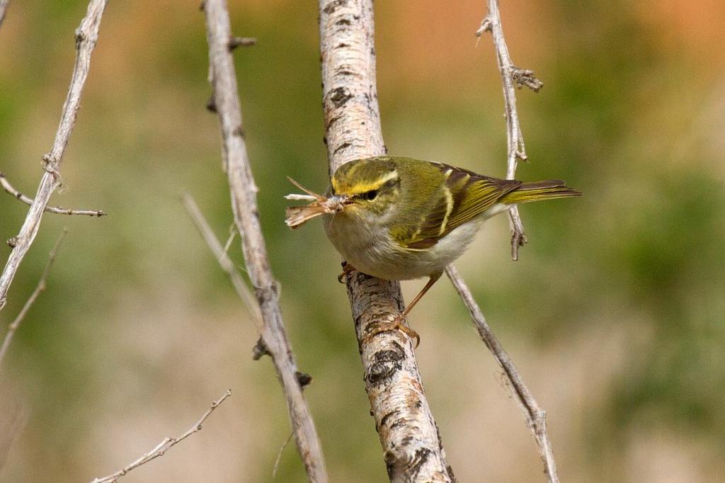 145 Hussvala Delichon urbicum lagopodum 146 Bergtajgasångare Phylloscopus humei humei 1 Bayankhongor 5.6, 15 Orkhon River Valley 6.6 och 1 Orkhon River Valley 7.