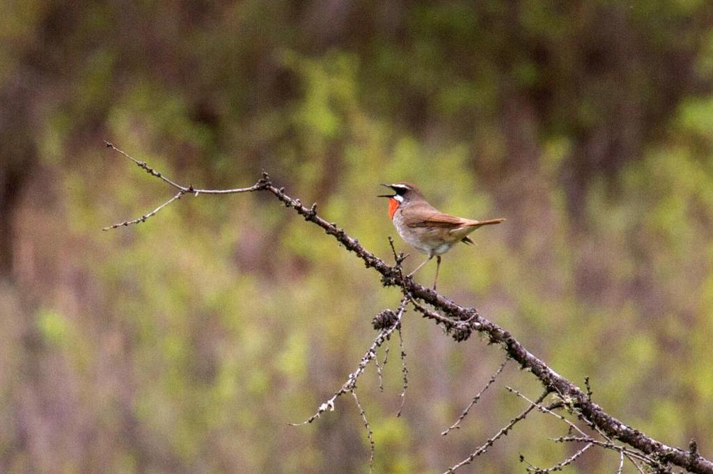 163 Trädkrypare Certhia familiaris daurica 1 Terelj 27.5 164 Gråstare Spodiopsar cineraceus 3 Terelj 26.5 165 Rosenstare Pastor roseus 3 längs vägen 8.