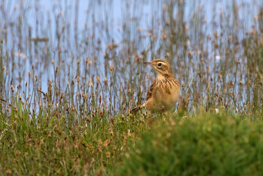 196 Forsärla Motacilla cinerea cinerea 197 Sädesärla Motacilla alba baicalensis Observerad 9 dagar totalt Större piplärka.