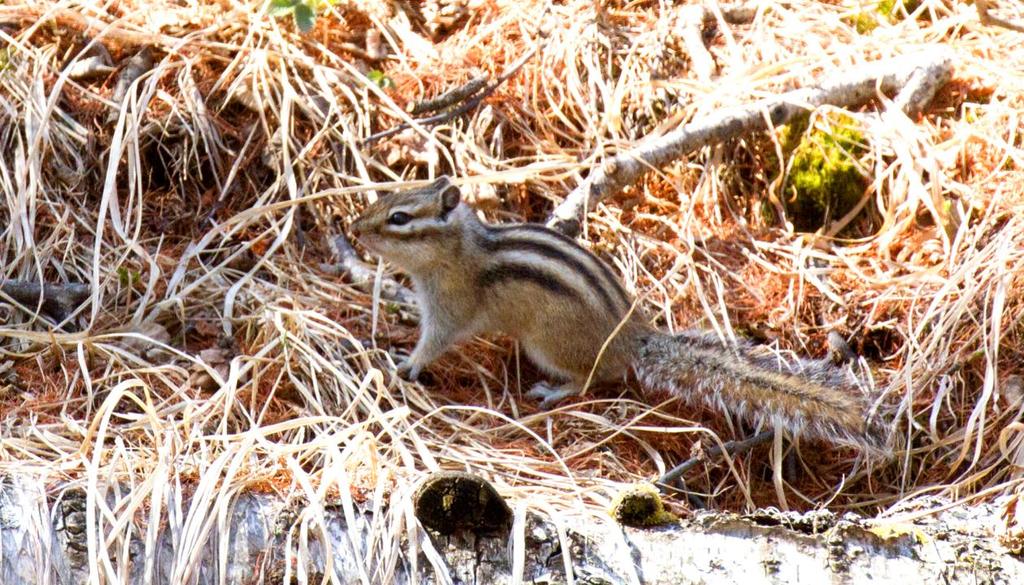 Sibirisk jordekorre väldigt söt liten Piff och Puff. Foto: Klaus Laimer Artlista däggdjur 1 Tolai Hare Lepus tolai (Tolaihare) 1 längs vägen 28.5, 1 Gun Galuut 28.5, 1 Dalanzadgad 30.