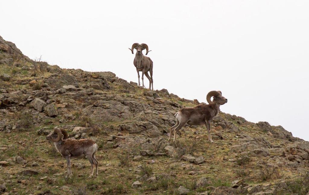 Argali stora långbenta bergsfår