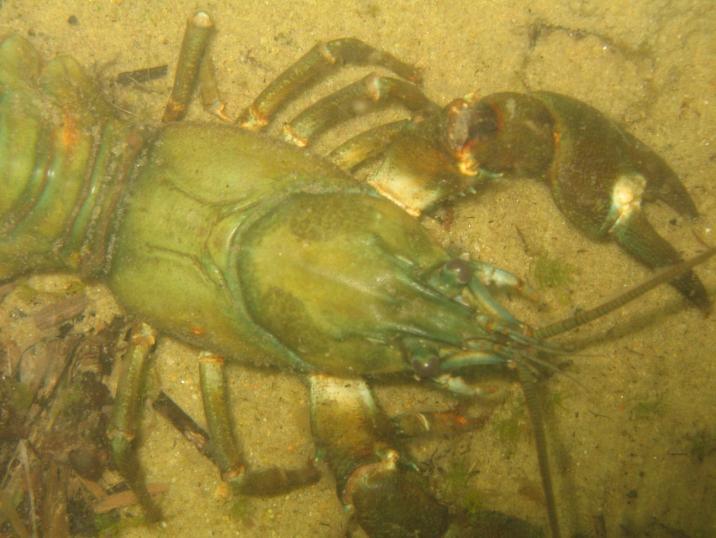 Kråksviken Kråksviken ligger i sydvästra delen av Vättern i Karlsborgs kommun,västra Götalands län. Delområdet ingick i Länsstyrelsens inventering av makrofyter 2005.