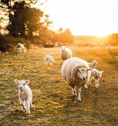 för får även KRAV-godkänt Hos oss på Swedish Agro hittar du ett brett sortiment av BM-