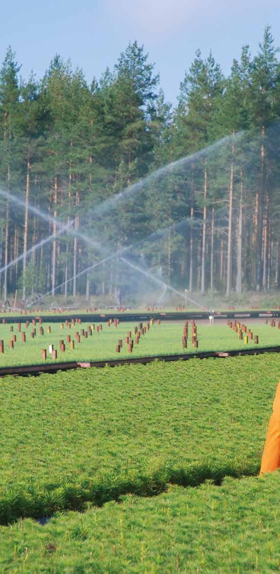 Traditionell och pålitligt plantbolag Fin Forelia Ab odlar skogsplantor åt våra kontraktskunder och skogsägare.