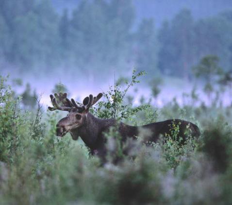 Inledning Metoder för flyginventering av älg utvecklades i Nordamerika under 1960- och 70-talen.