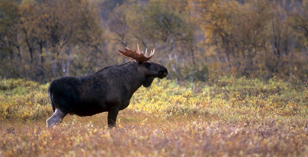 FOTO TORBJÖRN LILJA, NATURFOTOGRAFERNA ser alla älgar direkt på inventeringslinjen. Använder man andra modeller minskar sikten nedåt och åt sidorna samt framåt.