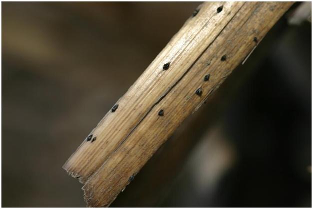 13 Figur 4. Risken för spridning av svampsjukdomar är beroende av mängden skörderester men även i vilken omfattning dessa är smittade. Halmstrå med pseudothecier, svarta sporhus.