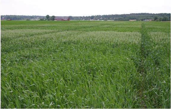 22 Planträkningarna visade inte på några skillnader på hösten mellan de olika behandlingarna. Däremot skilde sig plantantalet åt på våren, Figur 17.