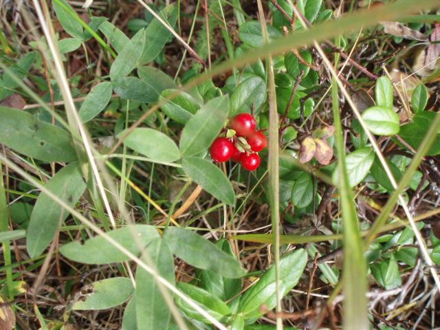 Program September 2019 Vaccinium vitis-idaea (Lingon) Hösten är en andra vår, där varje löv är en