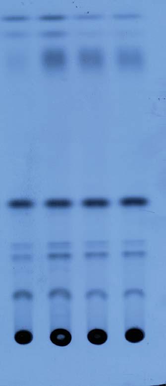A Soy oil DAG tgd4-2 B tgd4-2 - TAG TAG - - Oleic acid - DAG DAG - Supplemental Figure 2.