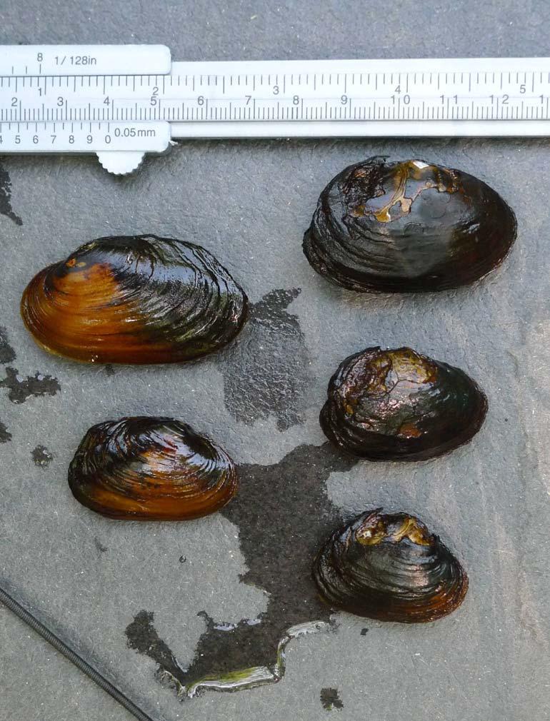 Bild 1. Juvenila (<50 mm) flodpärlmusslor från Lindåsabäcken.