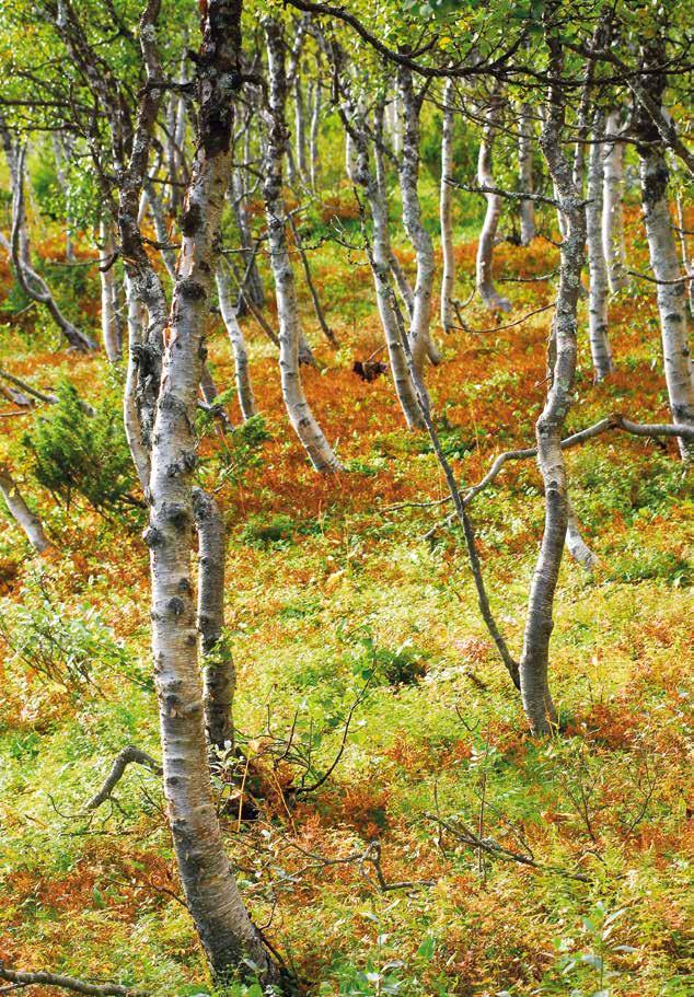 ÅRETS HUNDAR 2018 Följande hundar har tilldelats inteckningar i SVK:s vandringspriser baserade på 2018 års prestationer.
