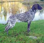 NYTT FRÅN AVELSKOMMITTÈN NYTT FRÅN AVELSKOMMITTÈN NYTT FRÅN AVELSKOMMITTÉN UNGERSK VIZSLA Avelsråd korthårig ungersk vizsla Kristina Pettersson Lunda Råsbäcken 1, 611 96 Jönåker tel 070 600 66 99, Kp.