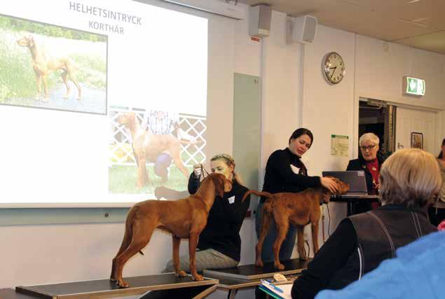 EXTERIÖRDOMARKONFERENSEN EN INVESTERING FÖR FRAMTIDEN Exteriördomarkonferenserna är vårt forum för kommunikation med domare som är auktoriserade på våra raser. Här står vizslorna på rad!