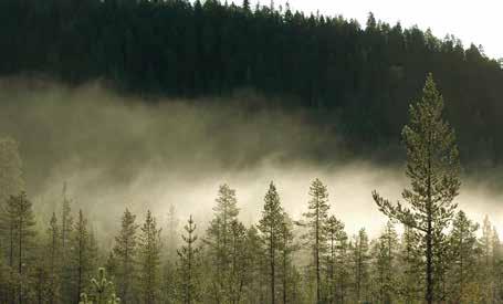 Sista anmälningsdag: 14 augusti NORRVECKAN SKOG I ARVIDSJAUR, CACIT OCH HEDERSPRISET SKOGSSTJÄRNAN Plats: Camp Gielas.