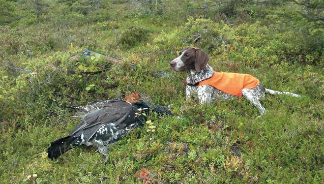 SKOGSFÅGELJAKT FÖR NYBÖRJARE Skogshönsen är fåglar som är beroende av bra väder och få predatorer.