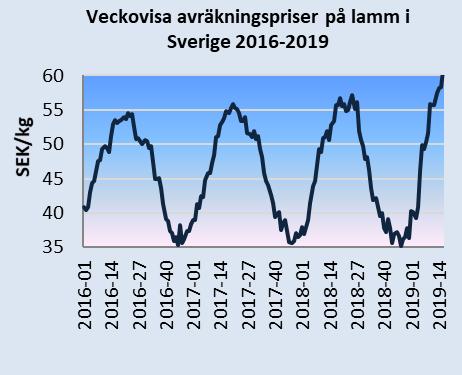 Det genomsnittliga avräkningspriset för slaktkroppar av tunga lamm (mer än 13 kg) inom EU har gått de senaste veckorna.