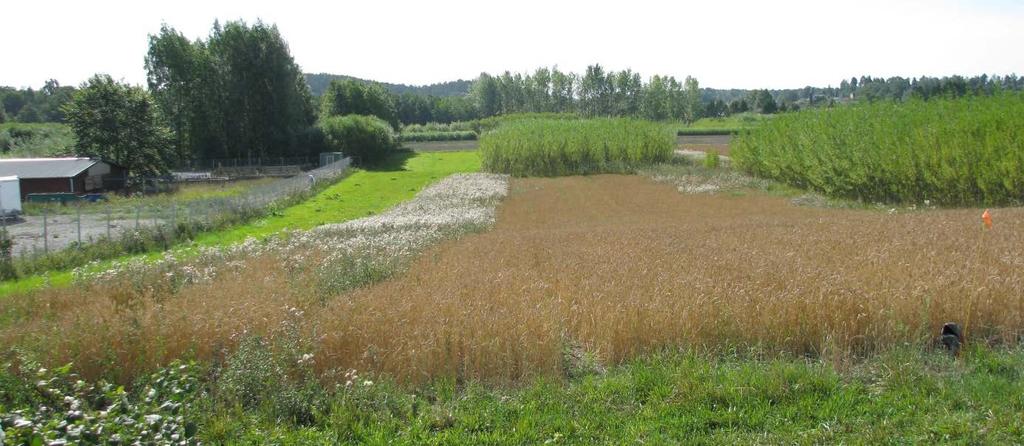 Figur 6. Effekt av sprutning med,5 l MCPA + 5 g Harmony per ha i vårvete år 03. Orange flagga (till höger i bilden) visar gränsen mellan två parceller.