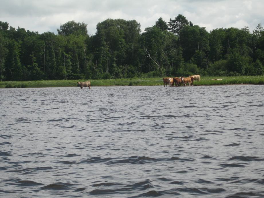 Nolhagaviken Nolhagaviken, Alingsås kommun, är en del av Mjörn strax söder om Alingsås och viken inventerades 2016-07-06.