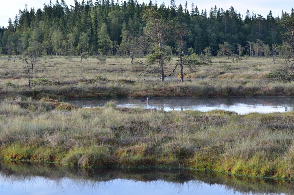 andra praktikaliteter Inventeringsresultatet 2014 Smålommar och vindkraft
