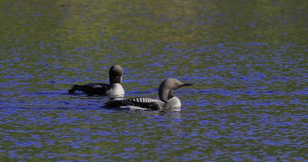 Storlomspar. Foto: Christer Brostam.