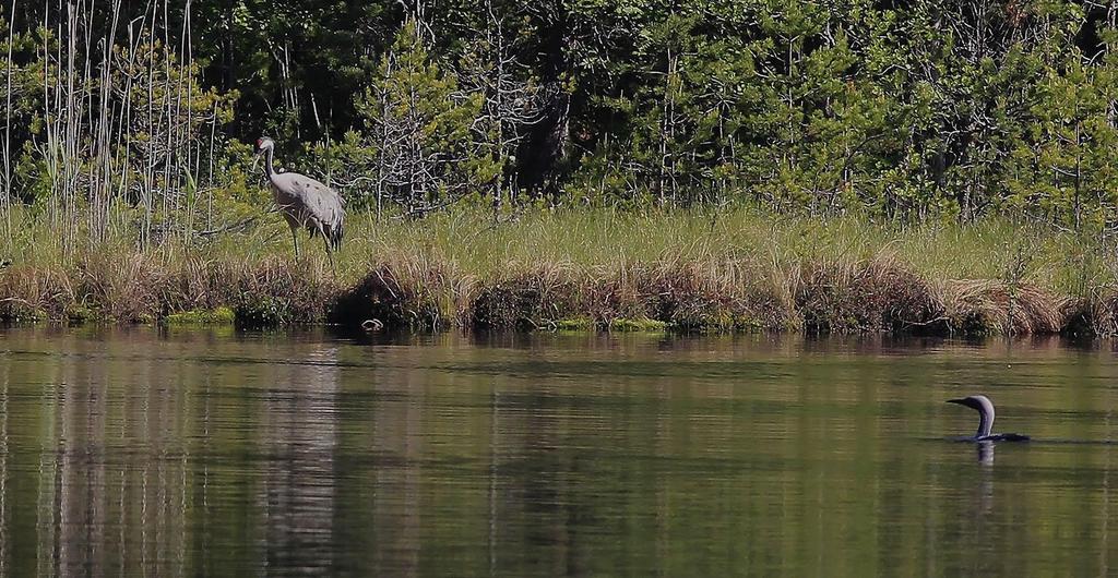 Under senare år har alltfler rapportörer uttalat farhågor för att den växande stammen av tranor stör lommarna vid häckningsplatserna och risken att bona utsätts för predation.