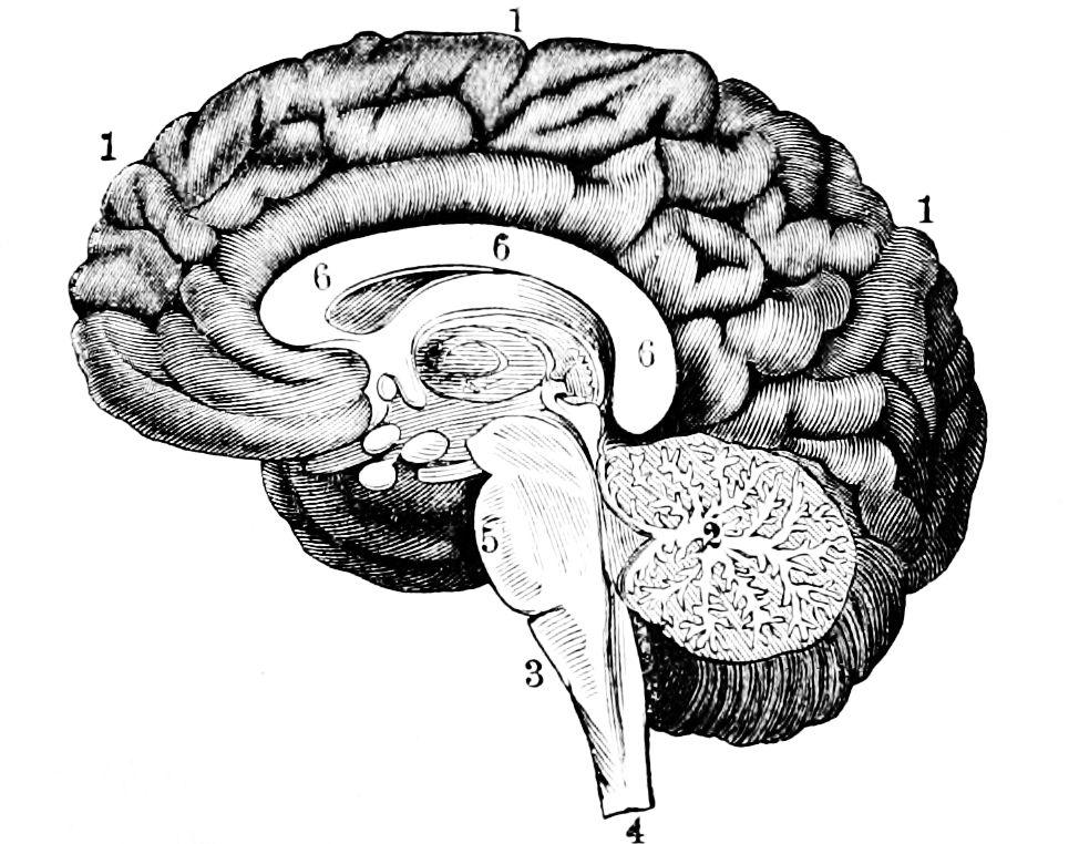 Etiologi Biologiskt Processer som påverkar hjärnans utveckling Wålinder 1986, patologiskt EEG 33% i temporalloben, ny studie 1999 ej kunnat