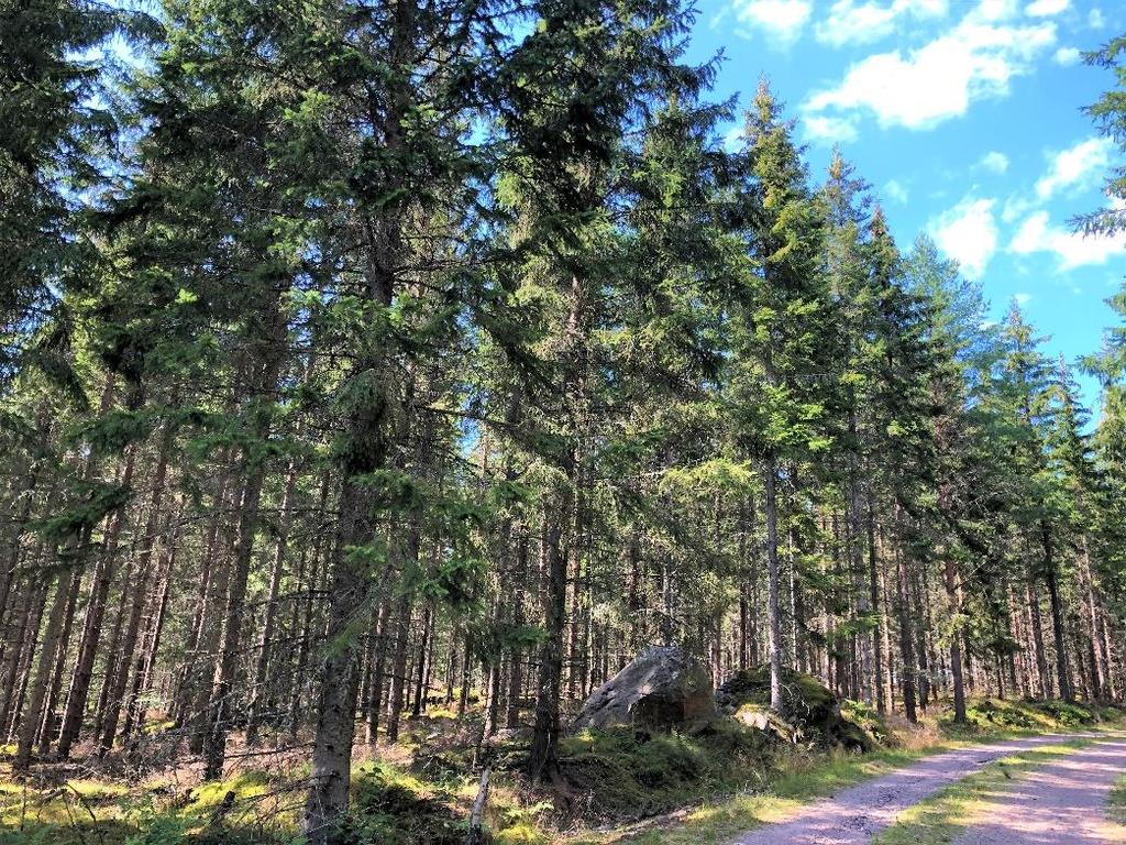 Skog i huggningsklasserna S1/S2 om ca 4 800 m3sk. Åker och bete ca 2 ha. Gräns i Näversjön. Jakt och Fiskerätt.